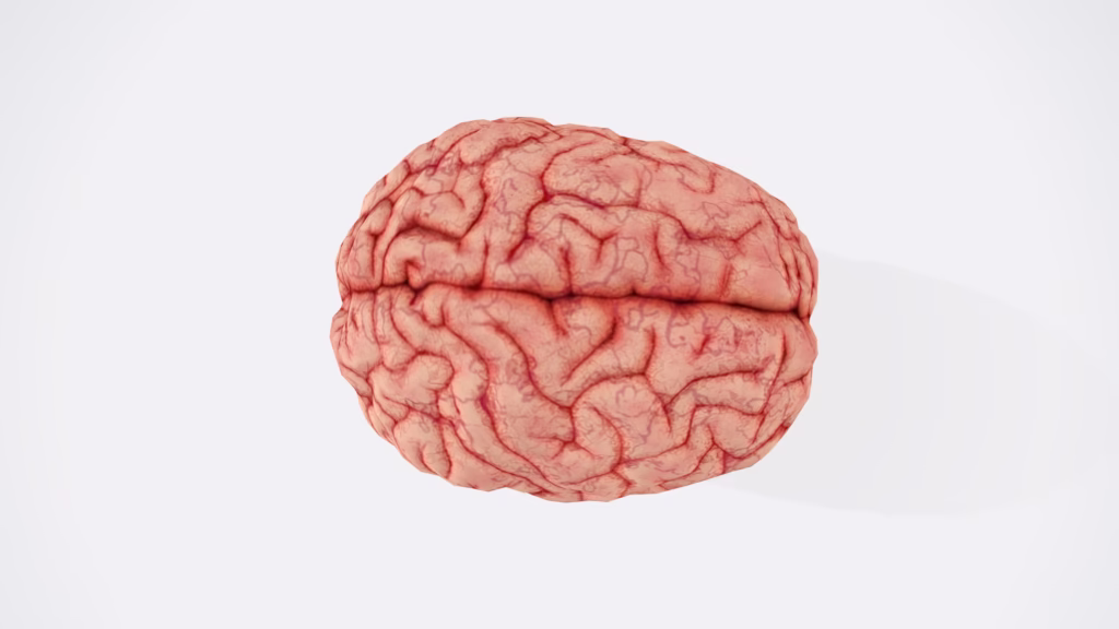 Brain
