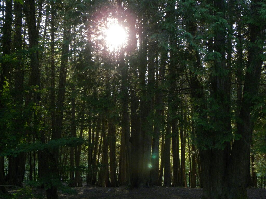 Sunlight filtering through tall evergreen trees in a dense forest.