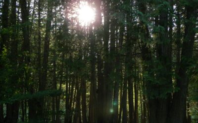 EMDR for Childhood Trauma