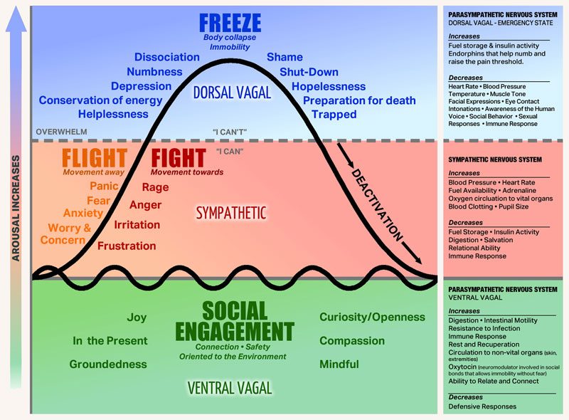 Polyvagal Theory chart showing nervous system states including social engagement, fight or flight, and freeze responses
