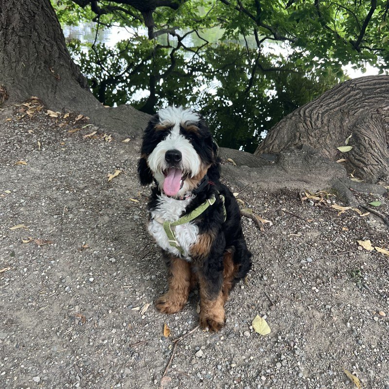Astro, our therapy dog